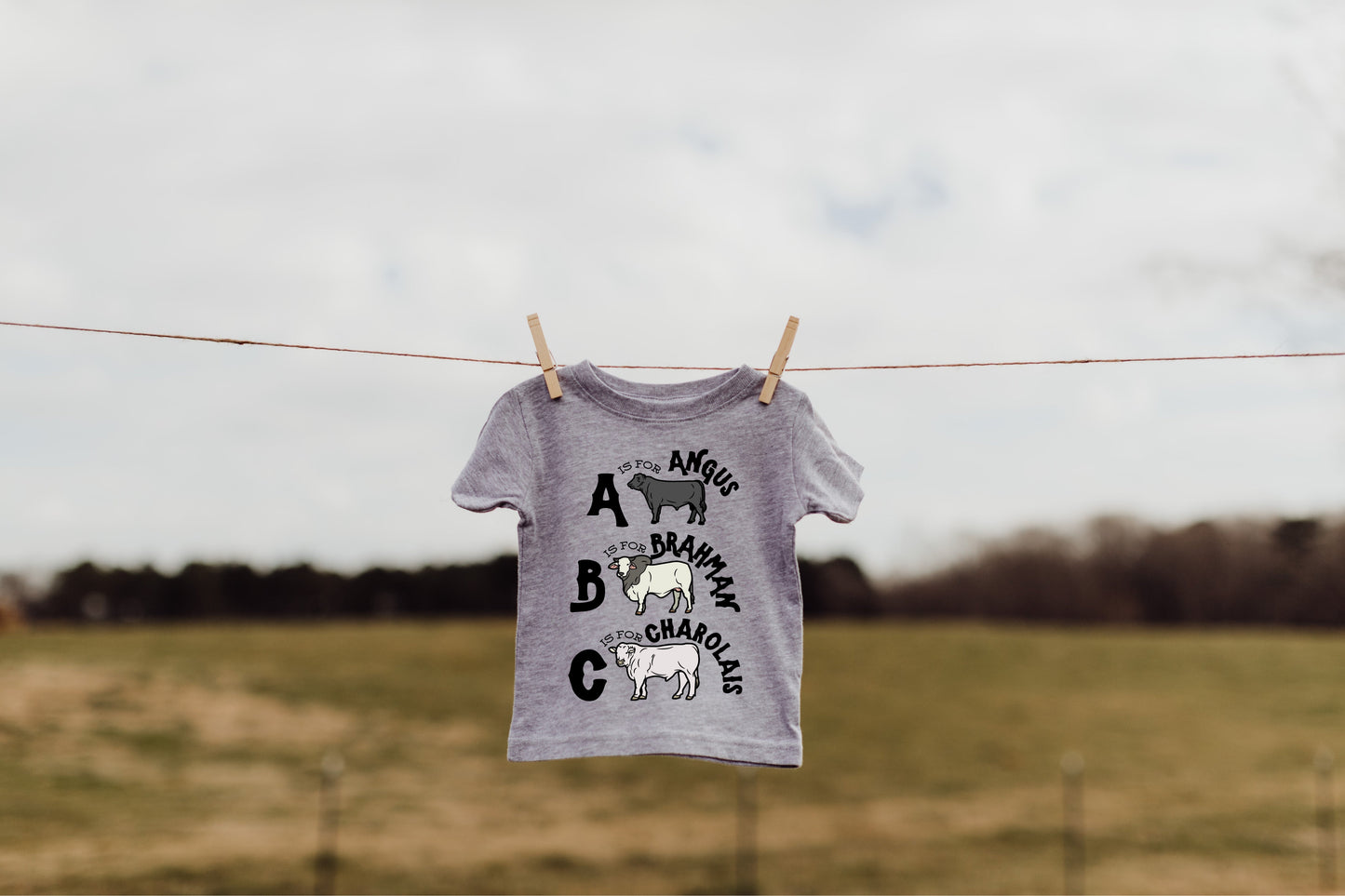 ABC CATTLE